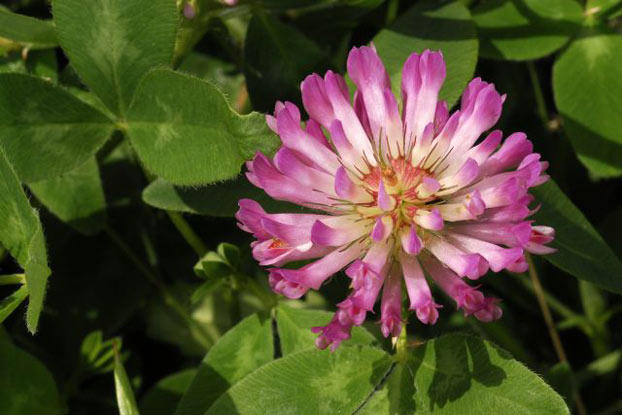 red clover